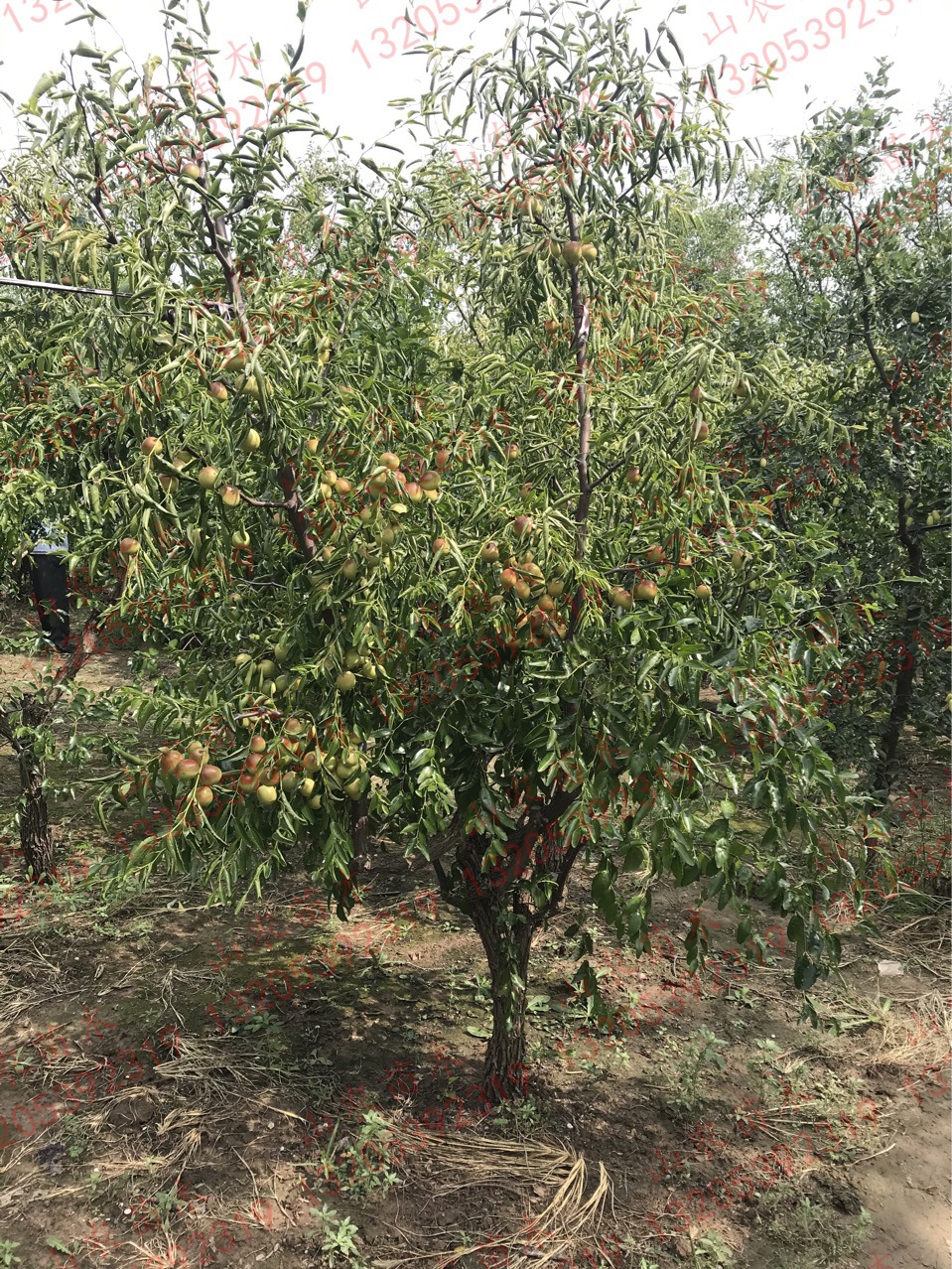 种植基地直销冬枣树3公分5cm8直径粗度占地建果园沾化好品种