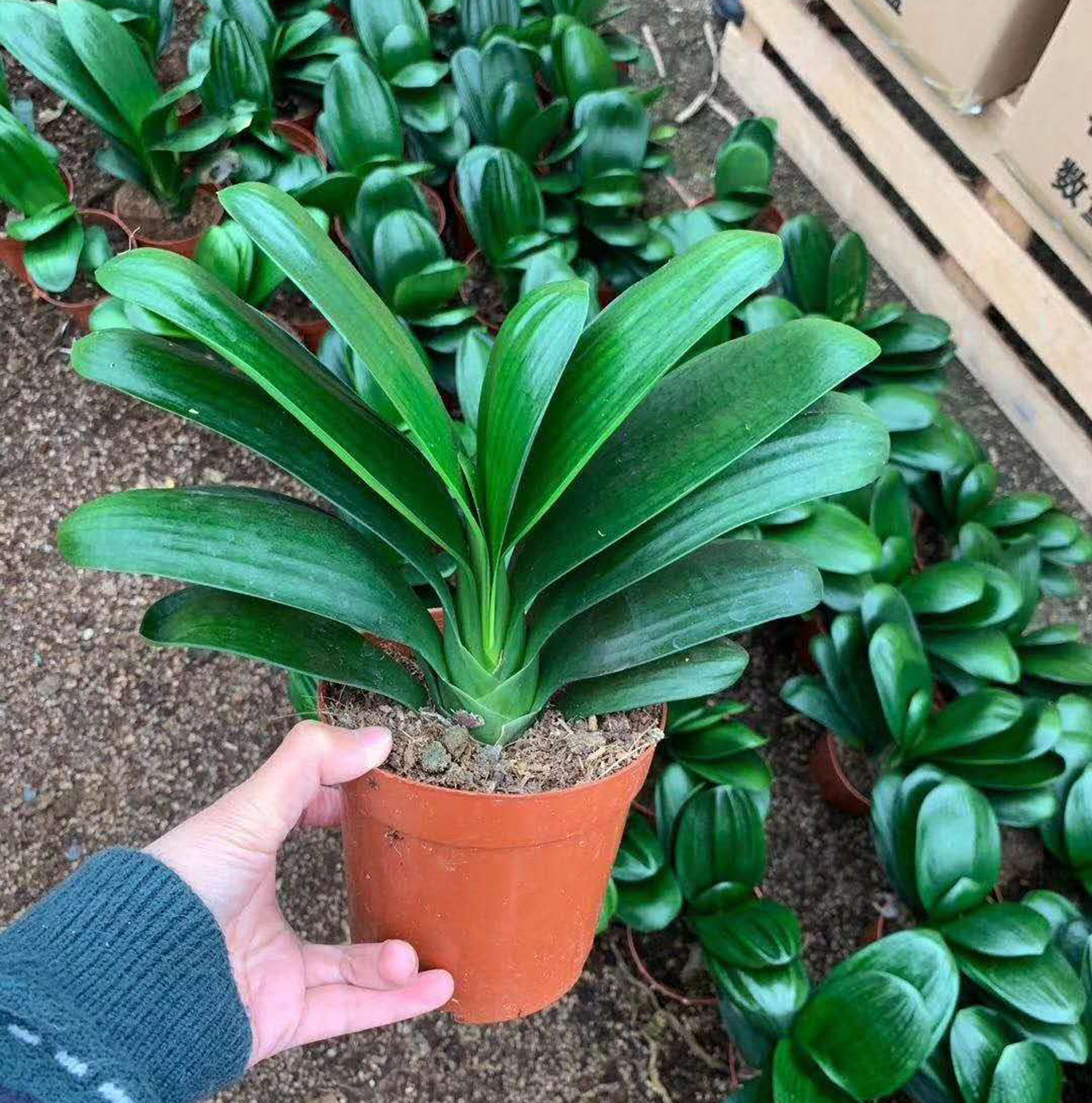 【基地直供】花卉植物盆栽 居家植物花卉绿植盆栽 120元宝君子兰