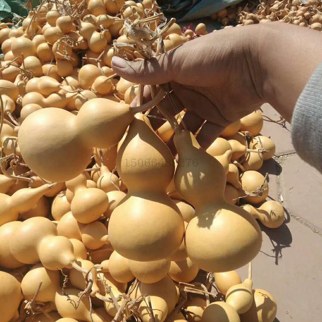 产地直销天然亚腰工艺葫芦 烙画素材新手练手用地摊庙会葫芦