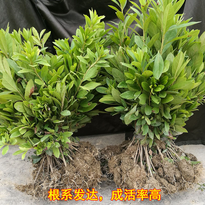 工程绿化苗毛 杜鹃苗 映山红 杜鹃花苗 春娟小苗 盆栽杜鹃-阿里巴巴