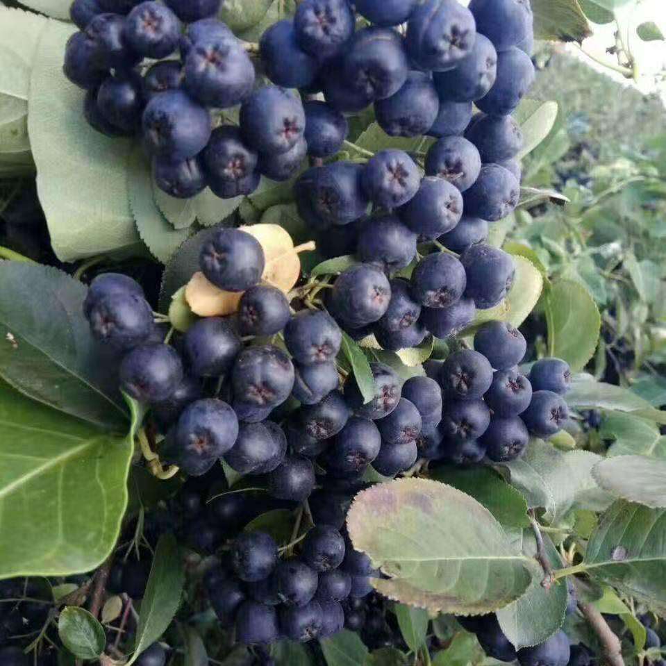 东北产地直销黑果花楸树价格 百花花楸价格 红果花楸 欧洲花楸