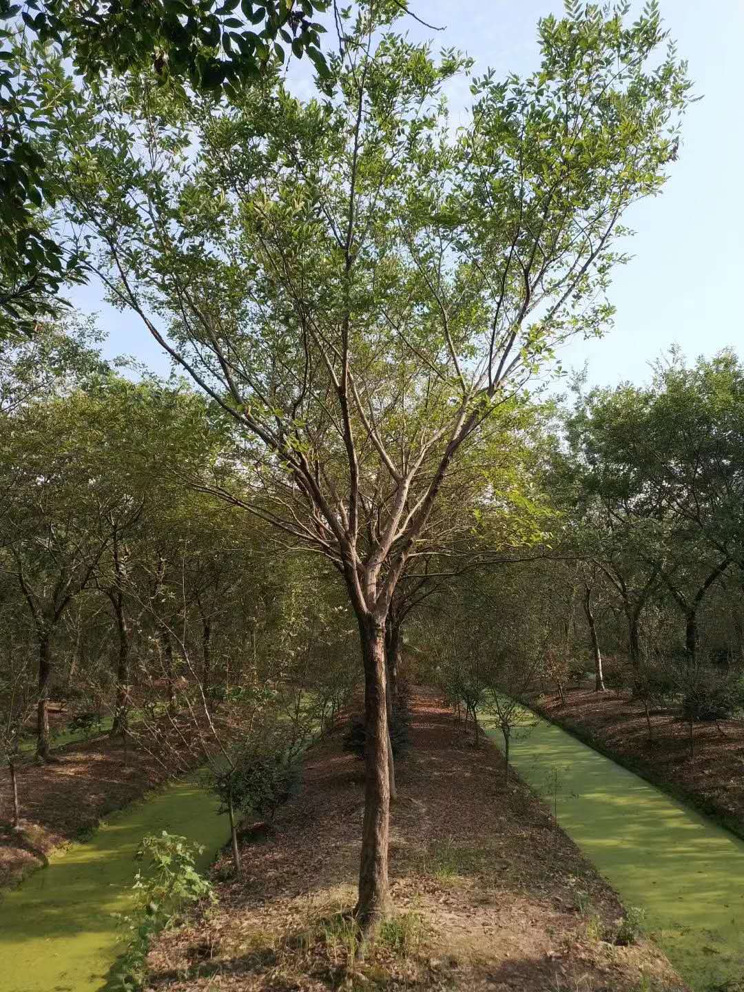 供应朴树5公分朴树10公分朴树15公分朴树30公分朴树50公分