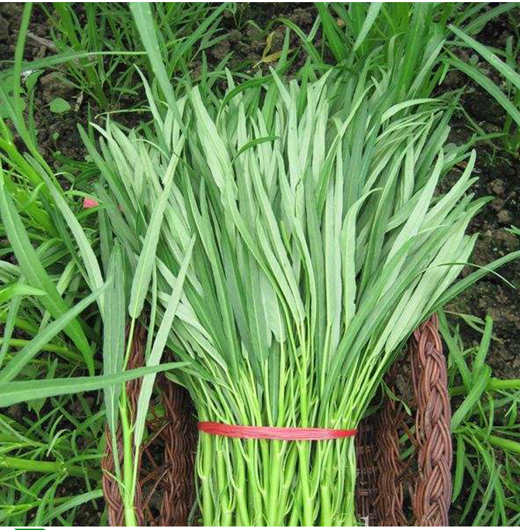 台湾竹叶空心菜种子耐热四季种籽青梗蕹菜种籽阳台盆栽蔬菜种孑