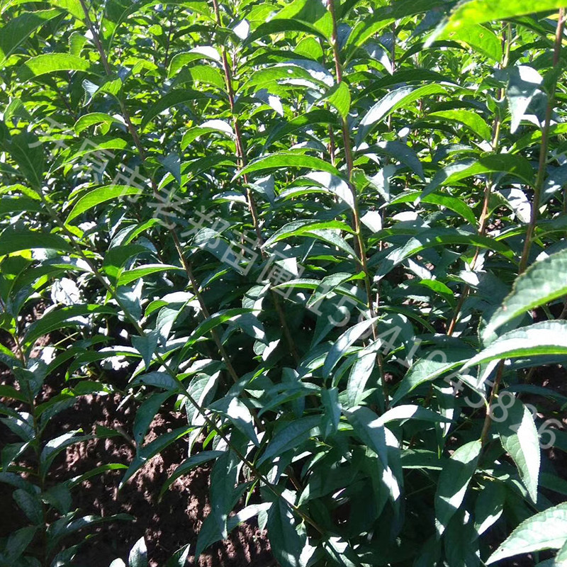 红花麦李 现苗白花麦李 东北灌丛花灌木 园林绿篱苗 扦插小苗优惠