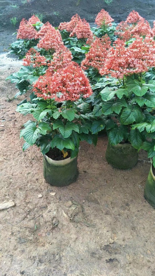 205供应 宝塔桢桐 60-100cm袋苗 园锥大青 基地直销 多年生花灌木