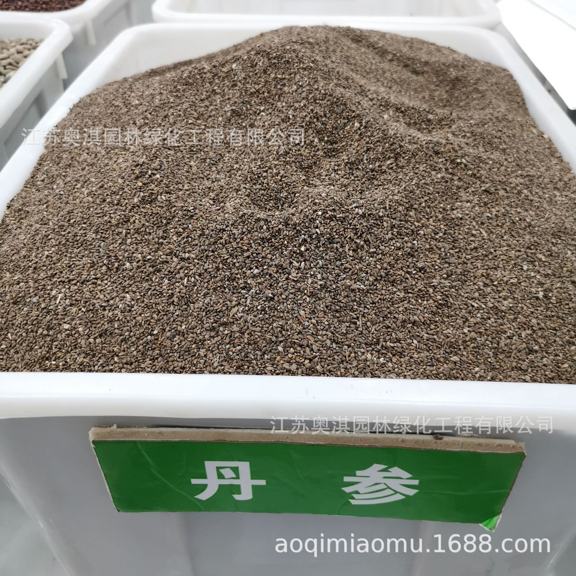 丹参种子赤参红丹参红根血参根紫丹参种子货到付款