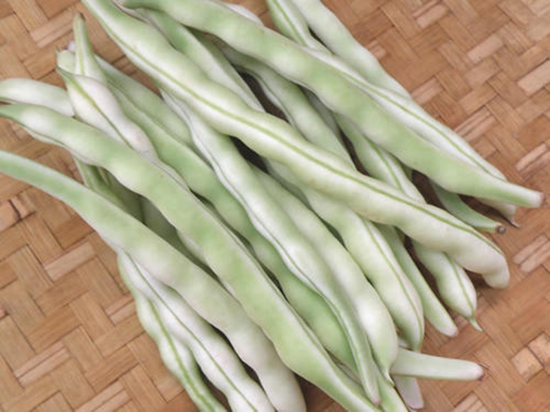 九粒白四季豆种籽农田菜园高产早熟肉厚老来少芸豆白豆角蔬菜种子