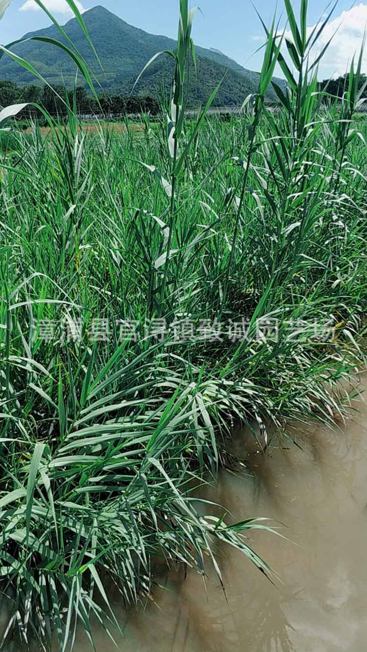 芦苇批发价格 芦苇绿化工程苗 自产自销 量大优惠