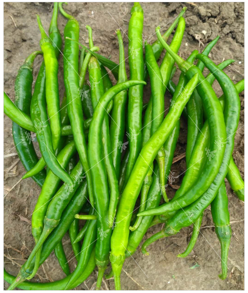 威尔种子批发 蔬菜种子 线椒种子 京香八号 条椒种子辣椒种子香辣