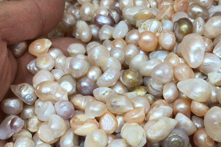 淡水无核珍珠 散珠珍珠 磨珍珠粉面膜珍珠原料批发
