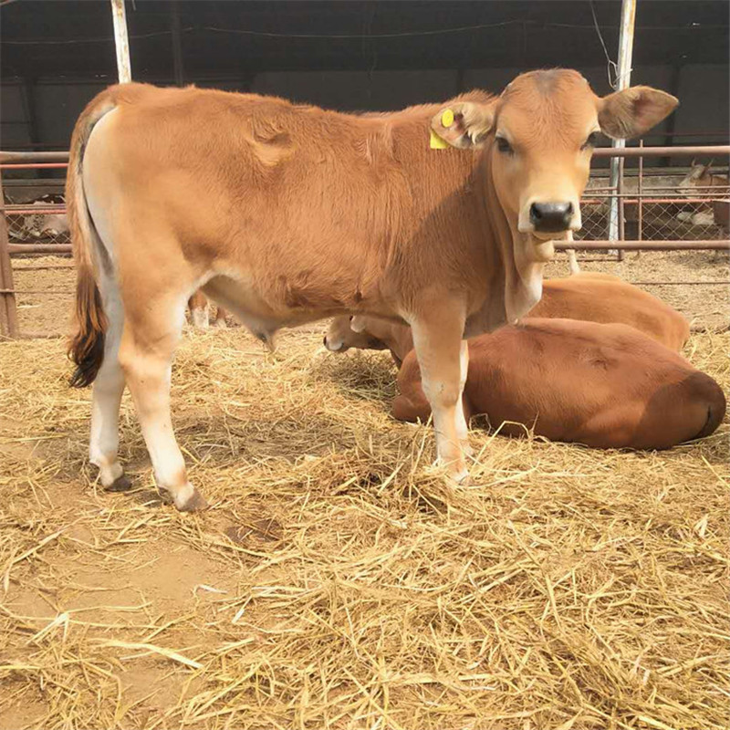 哪里有卖鲁西黄牛的多少钱一只小黄牛黄牛牛犊黄牛价格