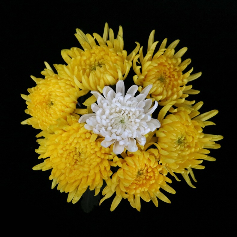 【大黄白菊】云南昆明鲜切花基地直发批发清明节祭祀大黄菊白菊花
