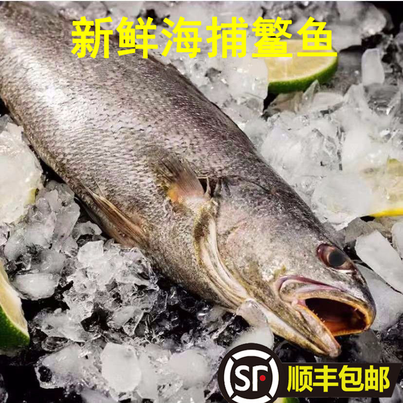 5斤顺丰包邮新鲜海捕鳘鱼 民鱼 米鱼 敏鱼 鮸鱼 鳘鱼胶花胶速冻
