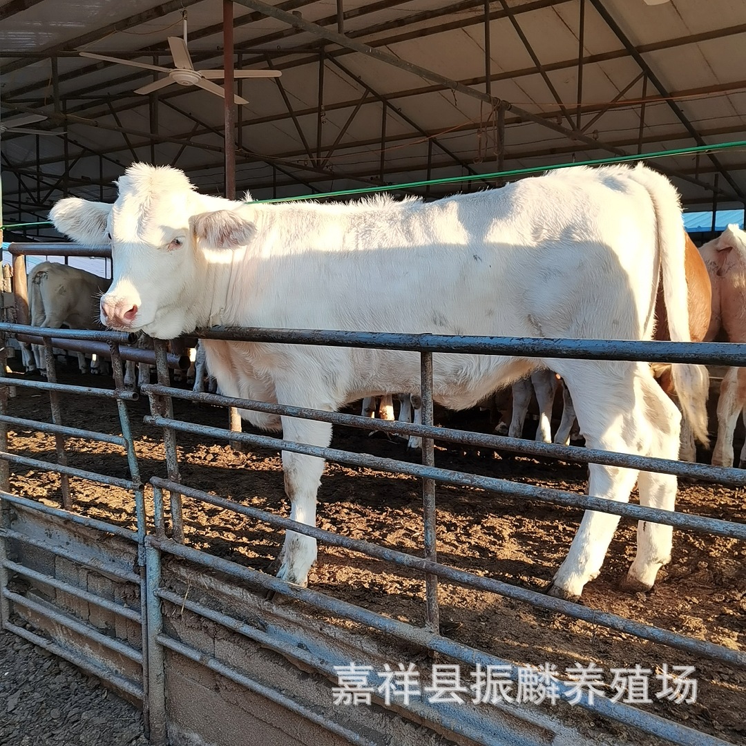 改良小牛犊 夏洛莱牛小牛苗 云南杂交小肉牛犊 夏洛莱牛养殖场