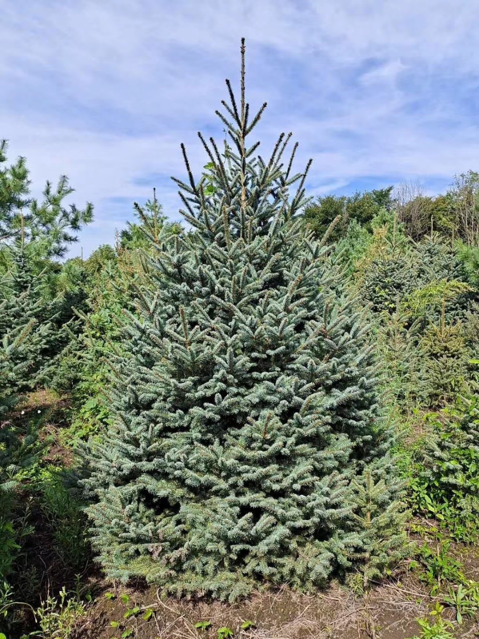 供应云杉青扦云杉410米