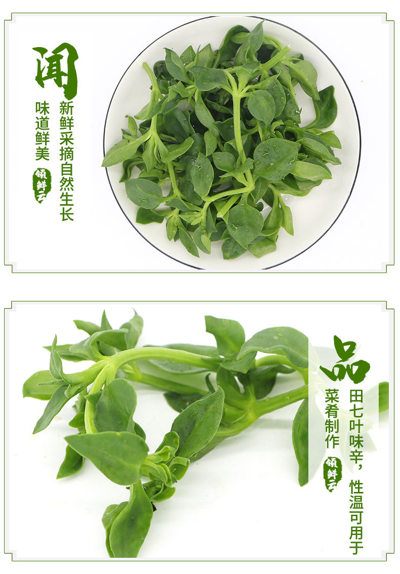 新鲜田七叶三七叶穿心莲蔬菜批发金不换叶500g装新鲜发货