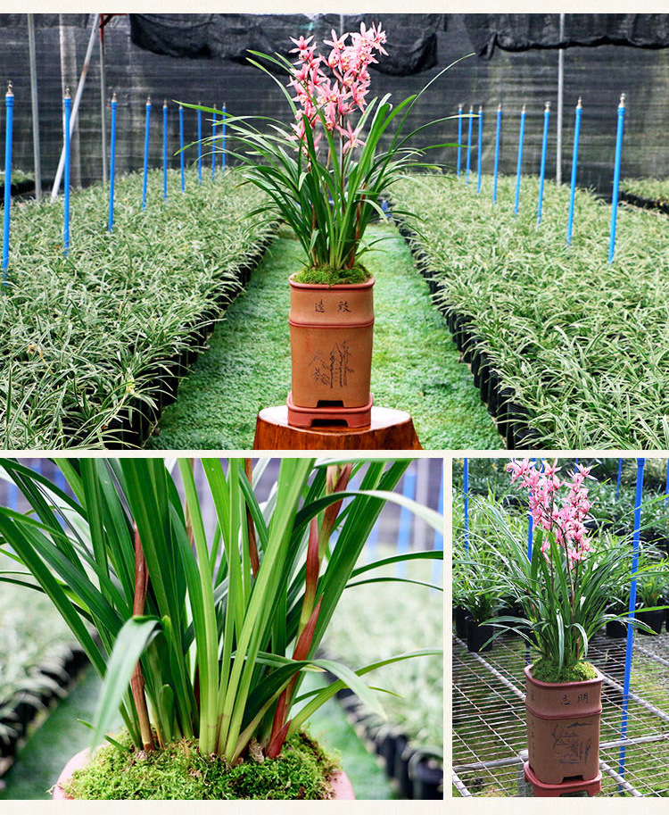 兰花盆栽植物名贵四季兰浓香兰花苗带花苞花卉兰草花基地直销批发