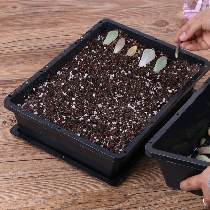 培育多肉叶插盆育苗盆大小黑方扦插塑料花盆托盘蔬菜育苗盘盒整理