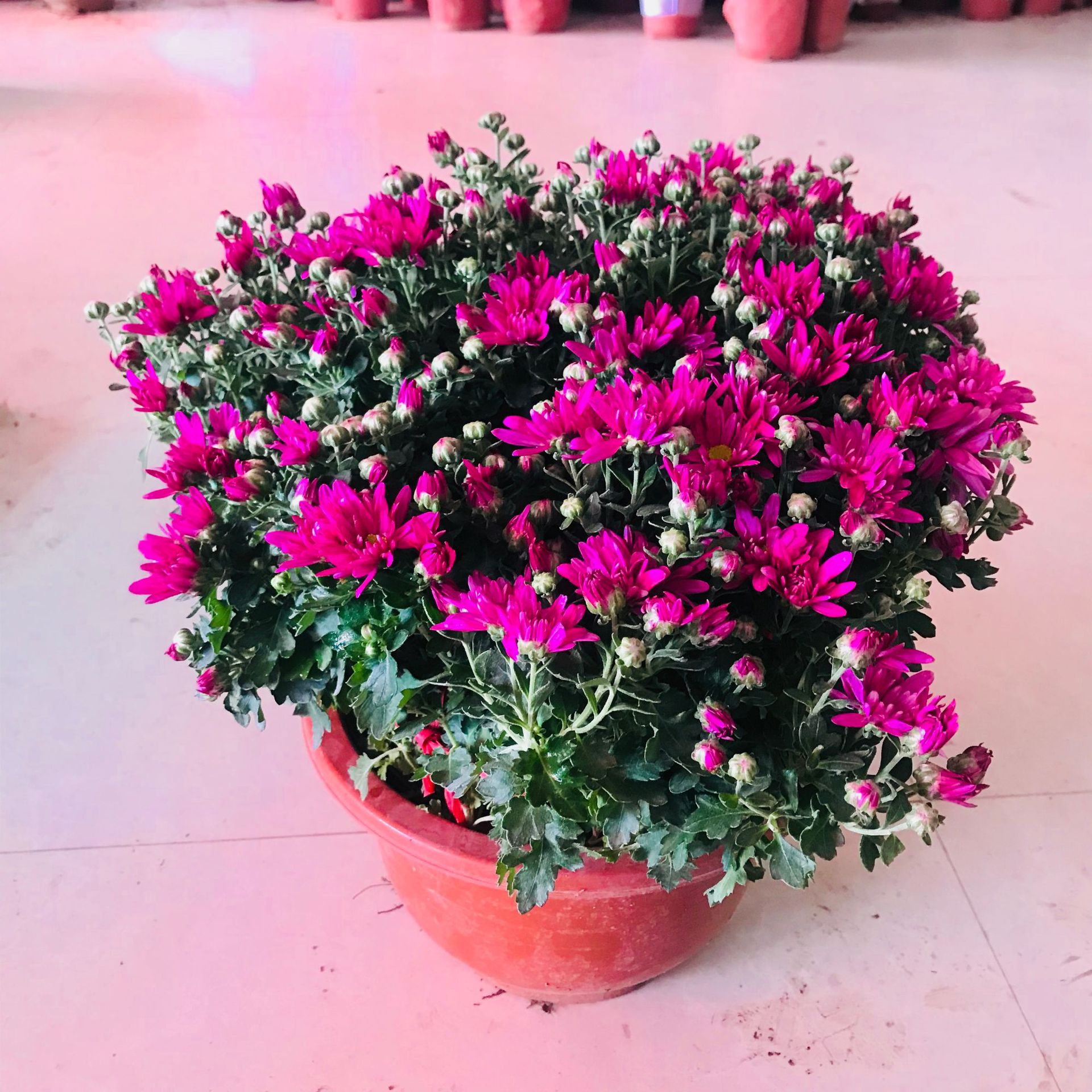 荷兰菊带花苞菊花小盆栽 室内外阳台四季好养盆栽女王菊 菊花盆栽