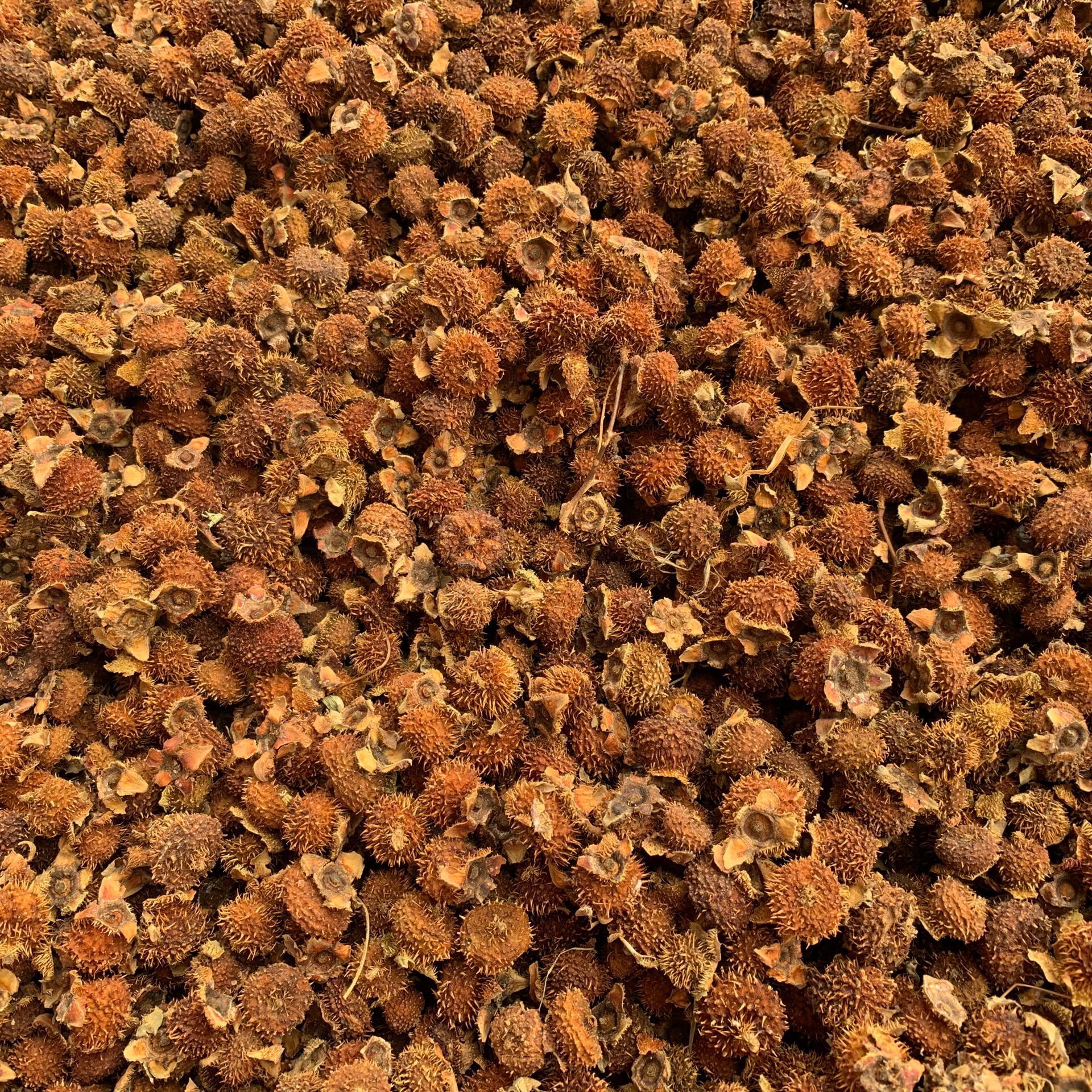 新货贵州刺梨木梨子刺梨果茨梨人工挑选货干无杂大量现货一件代发