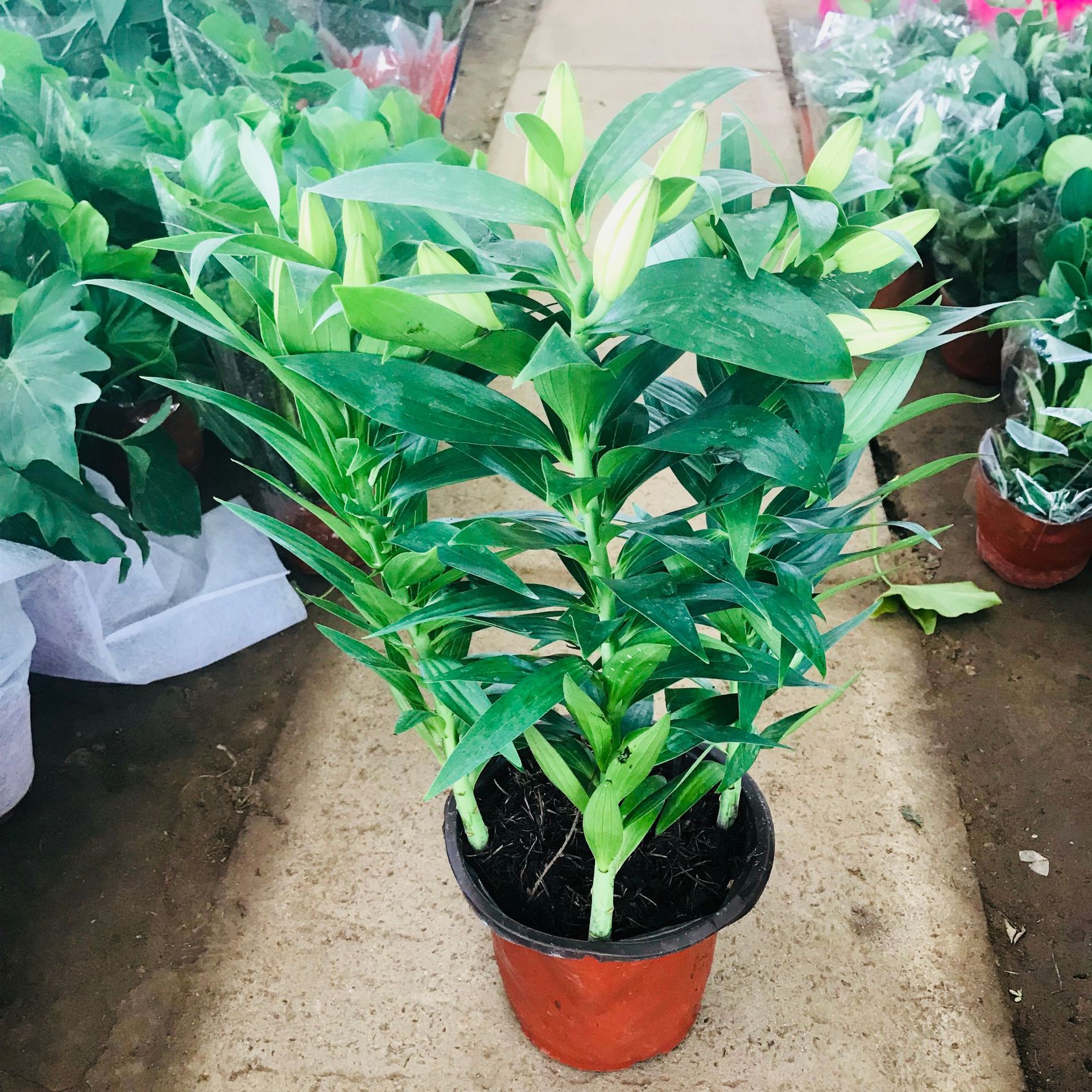 大棚直销绿化盆栽植物室内客厅小盆栽香水百合盆栽清新空气量优