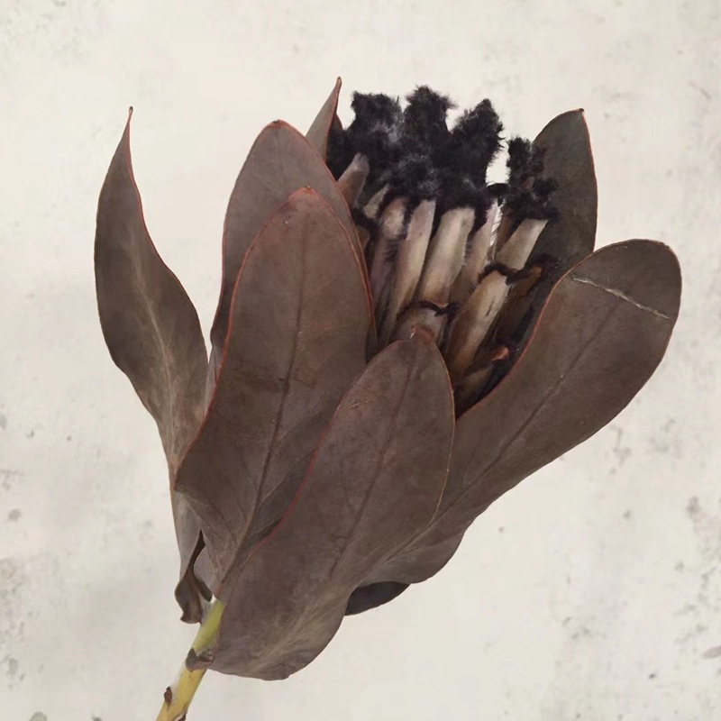 纯天然植物干花冰雪皇后 帝王花花店专用 情人节礼品 浮油瓶用