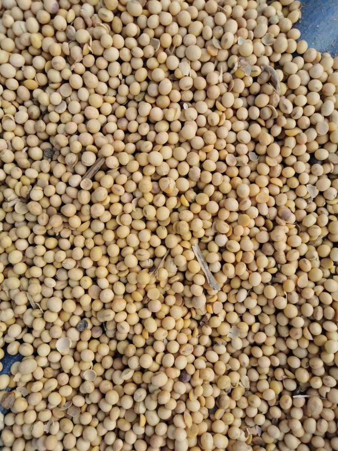 源头直发黄豆大豆豆制品用黄豆龙虾豆袋装散装毛粮精粮