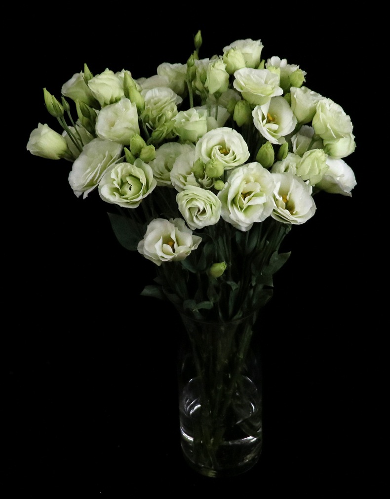 【洋桔梗】花期长耐养耐看 云南昆明鲜切花基地直发批发龙胆花