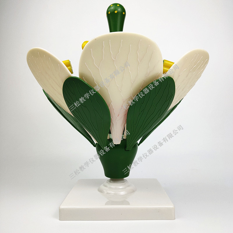 双子叶花模型典型 桃花解剖模型 生物细胞植物学花的构造教学模型