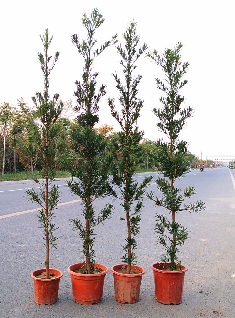 小叶罗汉松树苗 米叶罗汉松小苗 四季常绿松树雀舌罗汉松盆景盆栽