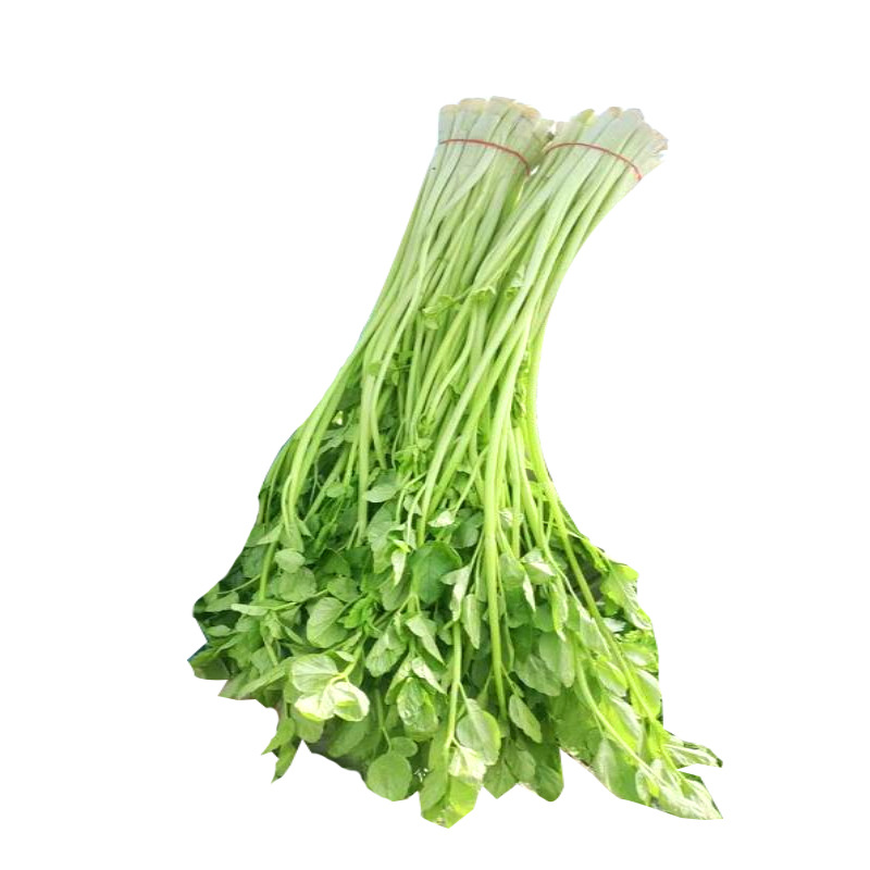 水芹菜新鲜