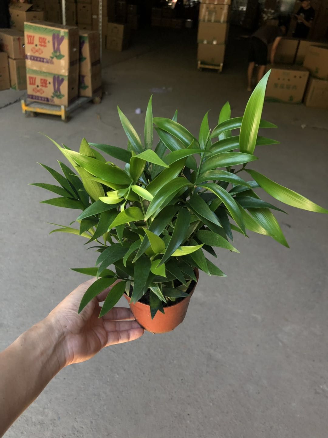 批发110#小叶竹柏盆栽室内桌面净化空气四季常青驱蚊绿植耐寒耐旱