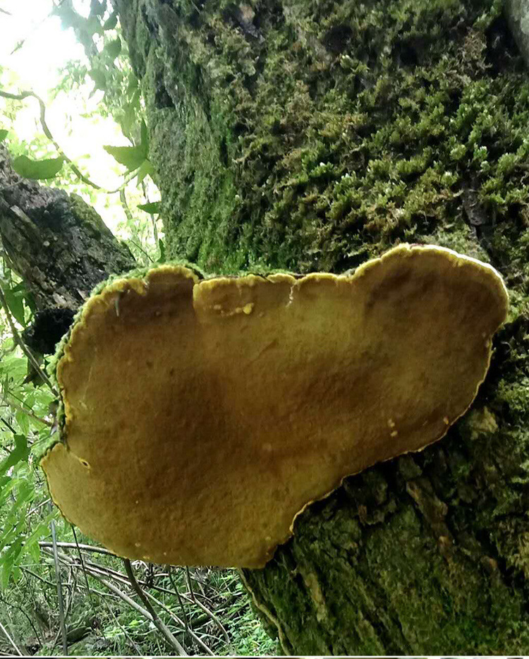 东北特产 长白山 灵芝 带礼盒 桑黄树深山采摘 灵芝批发