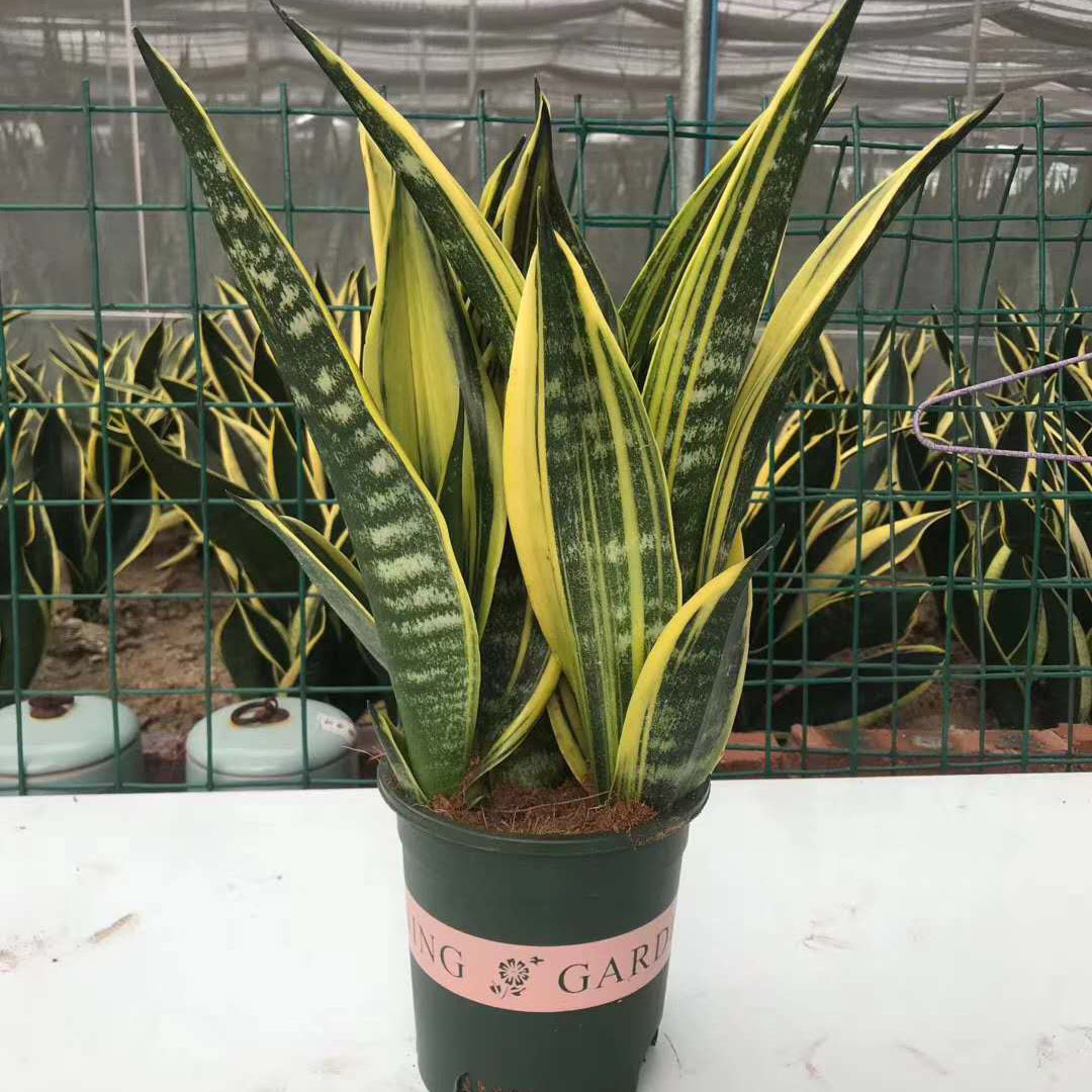 【基地直供】家居植物花卉盆栽 虎皮兰植物盆栽 加仑盆黄兰