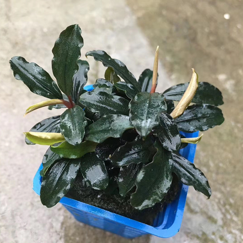 辣椒榕水草活体真水草蓝精灵布朗尼迷你幽灵得力红捆绑小自苒