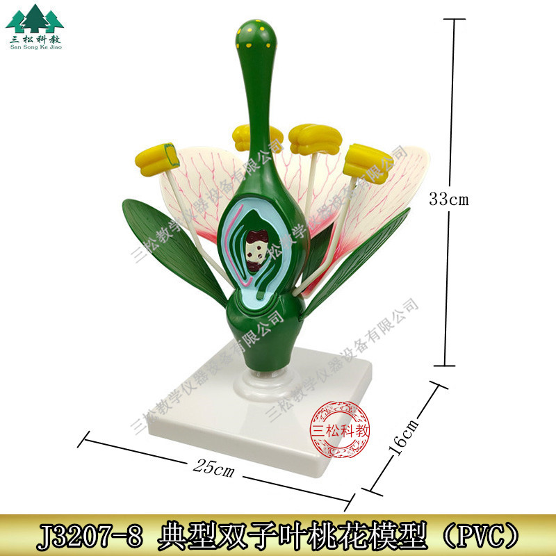 双子叶花模型典型 桃花解剖模型 生物细胞植物学花的构造教学模型