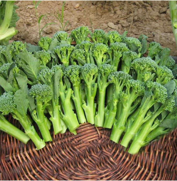 西兰苔种籽茎西兰花秀兰芥兰青花芦笋持续采收长阳台西洋芥蓝种孑