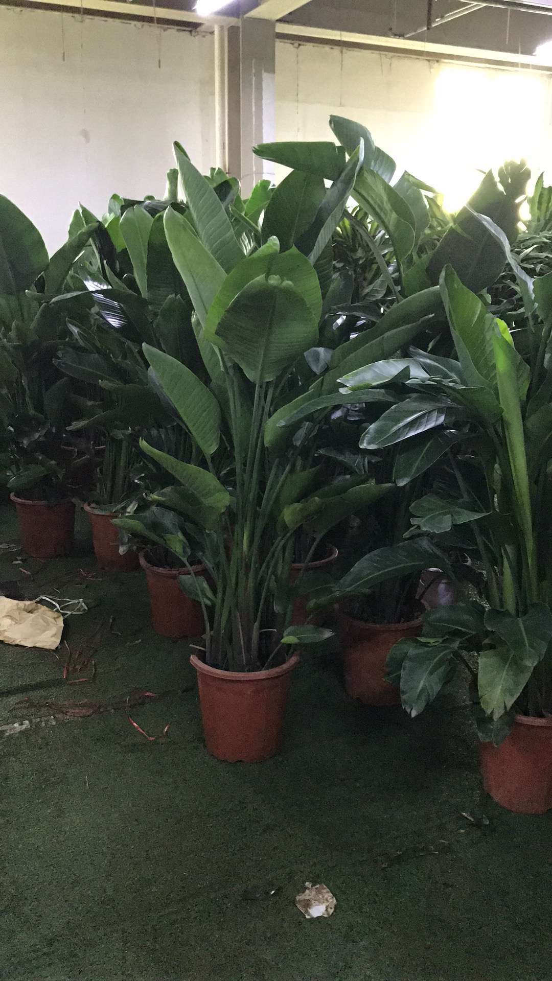 供应北京基地批发天堂鸟吉祥鸟大叶天堂鸟租赁天堂鸟价格优惠