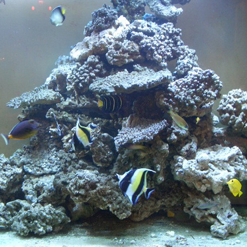 大号珊瑚石 造景石 三湖石 死石 三湖慈鲷缸鱼缸装饰造景造型