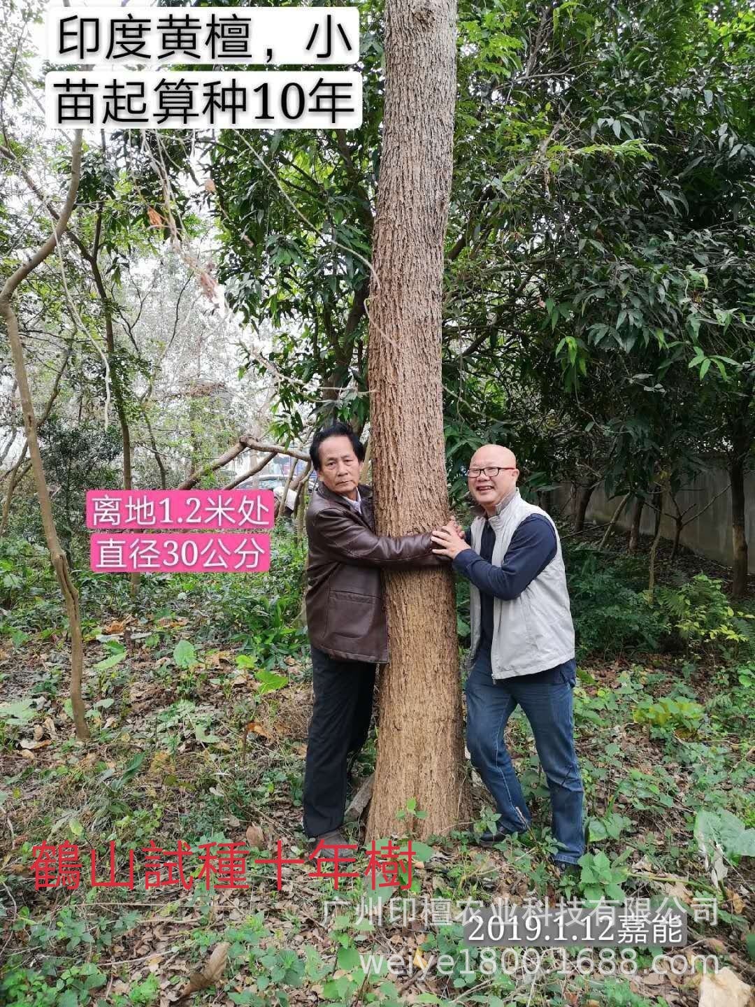 黄檀印度黄檀 现货批发供应 庭荫树行道树防护树