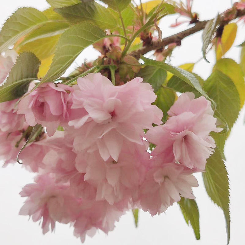 山东菊枝垂樱花小苗 产地直供多规格1-10公分菊枝垂樱花苗基地