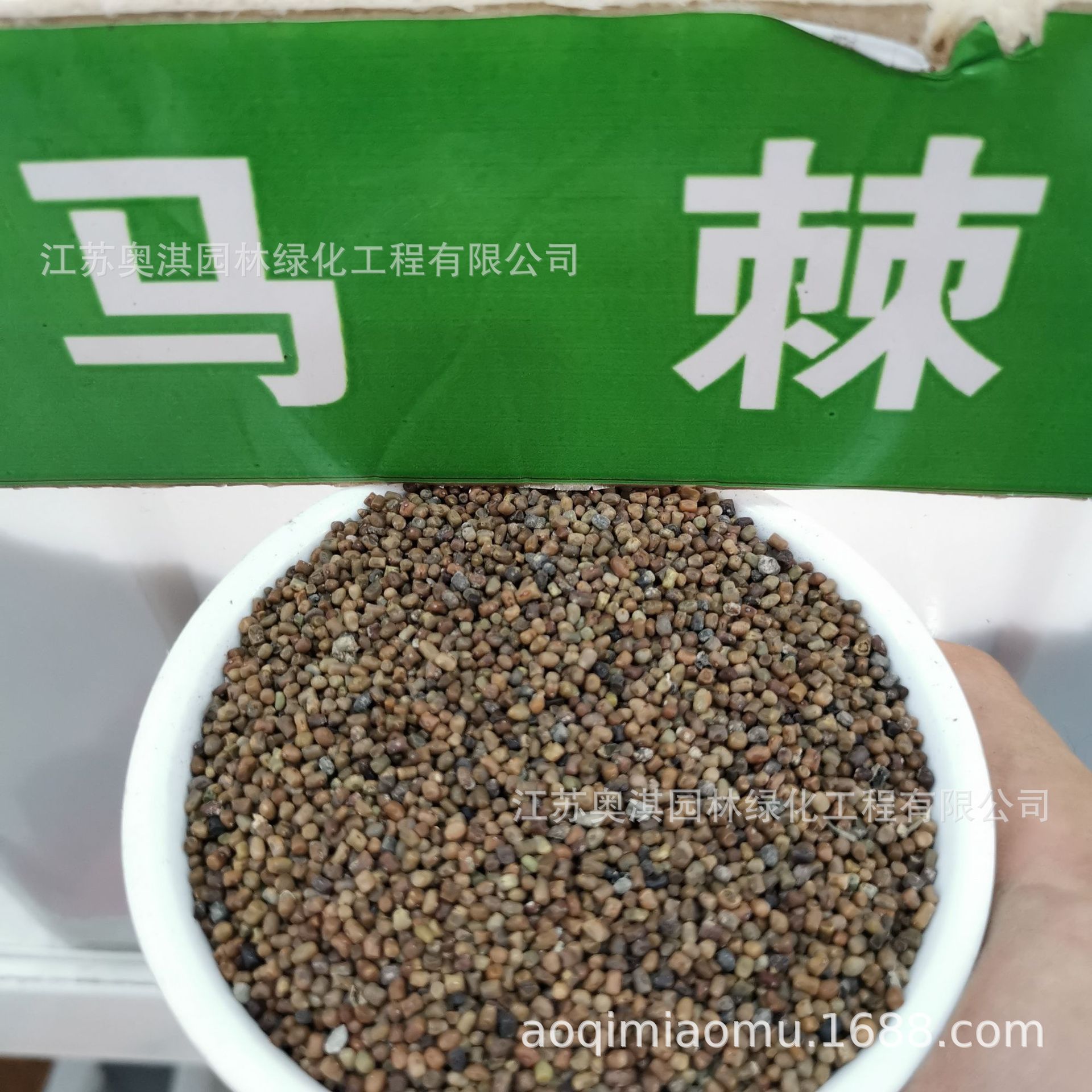 种子公司批发 马棘种子 马棘 野蓝枝子 狼牙草 保质保量 货到付款