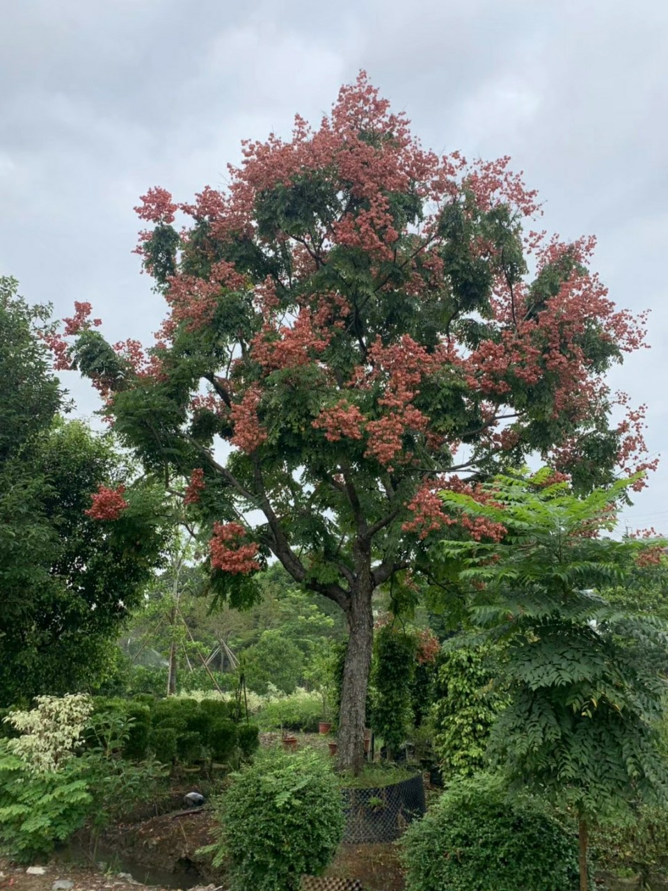 2010供应 全冠 台湾栾树 30cm大树 国庆花 假植苗 开花落叶乔木