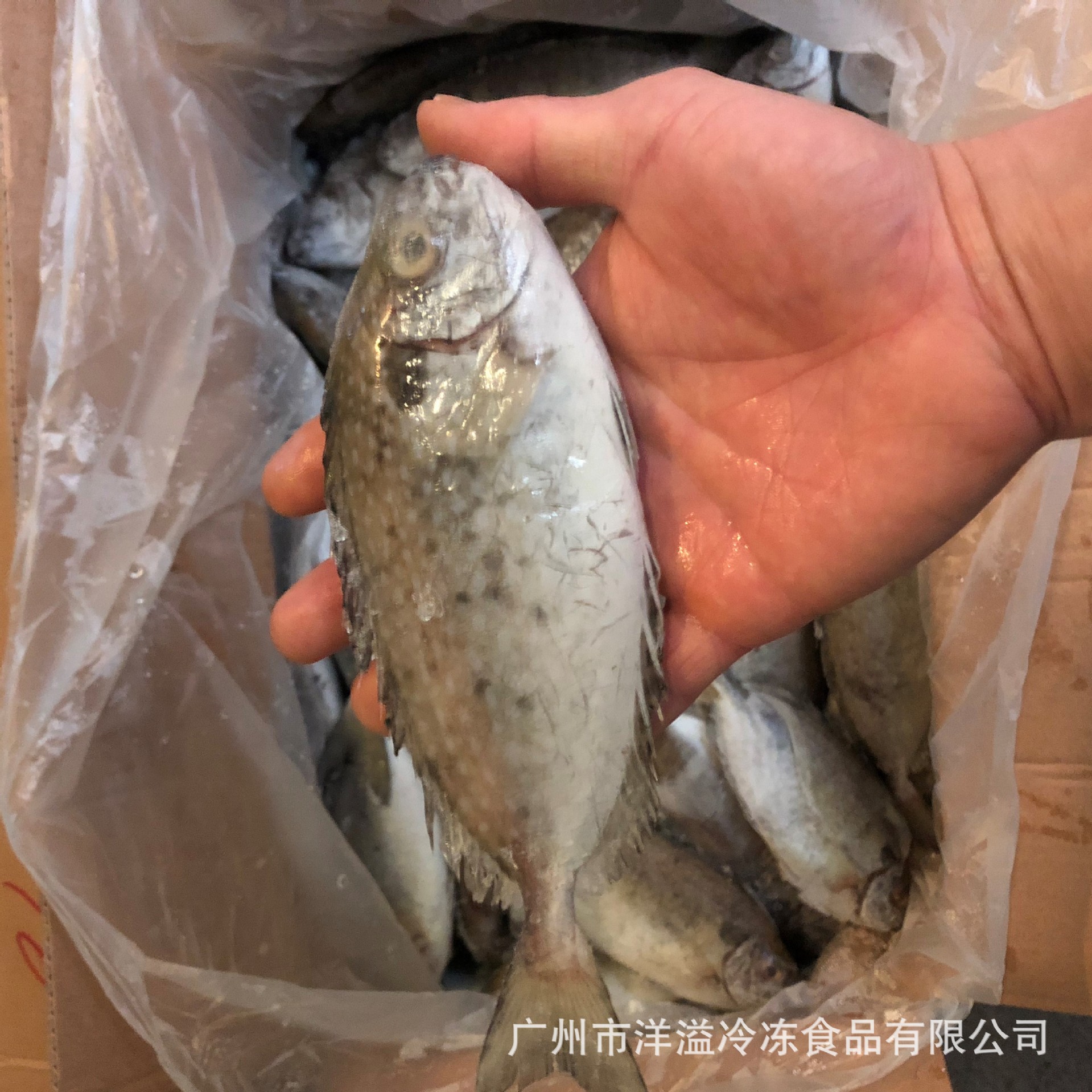 泥猛鱼 冰鲜柠檬鱼 小海鱼 泥猛鱼 海鲜杂鱼煲 员工餐