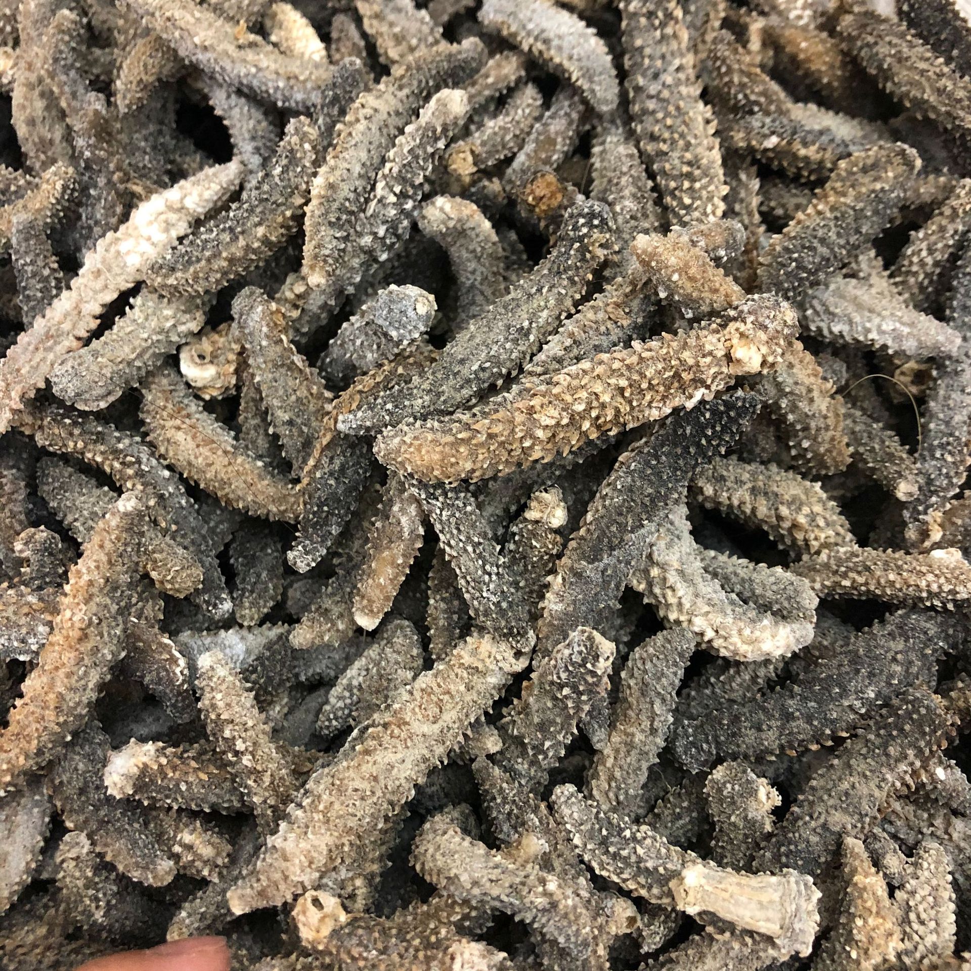 批发渠道天然深海野生小白刺参 印尼白刺参 淡干海参干货