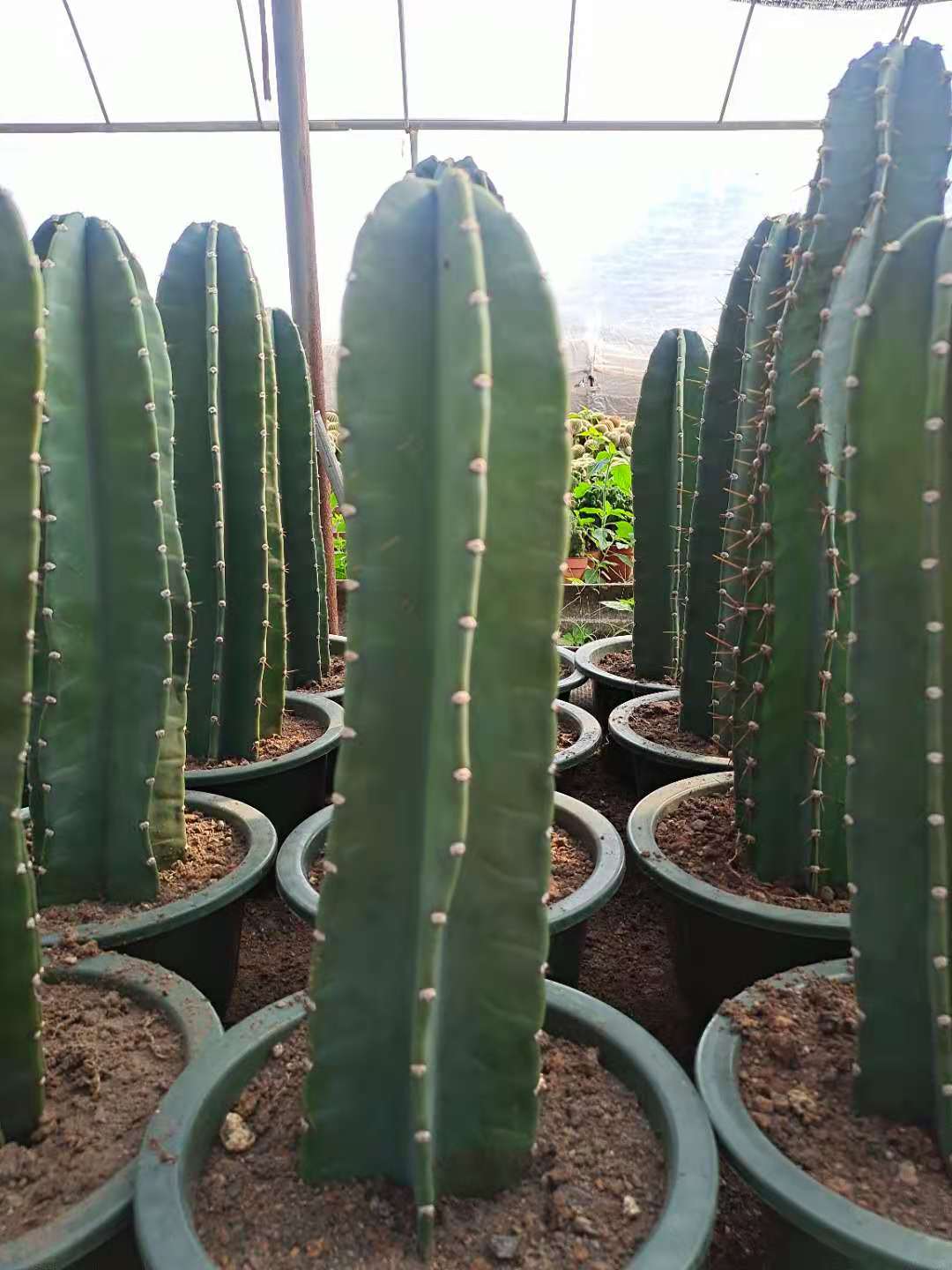 量天尺仙人柱 无刺 开花美观 室内庭院 观赏植物绿植花卉