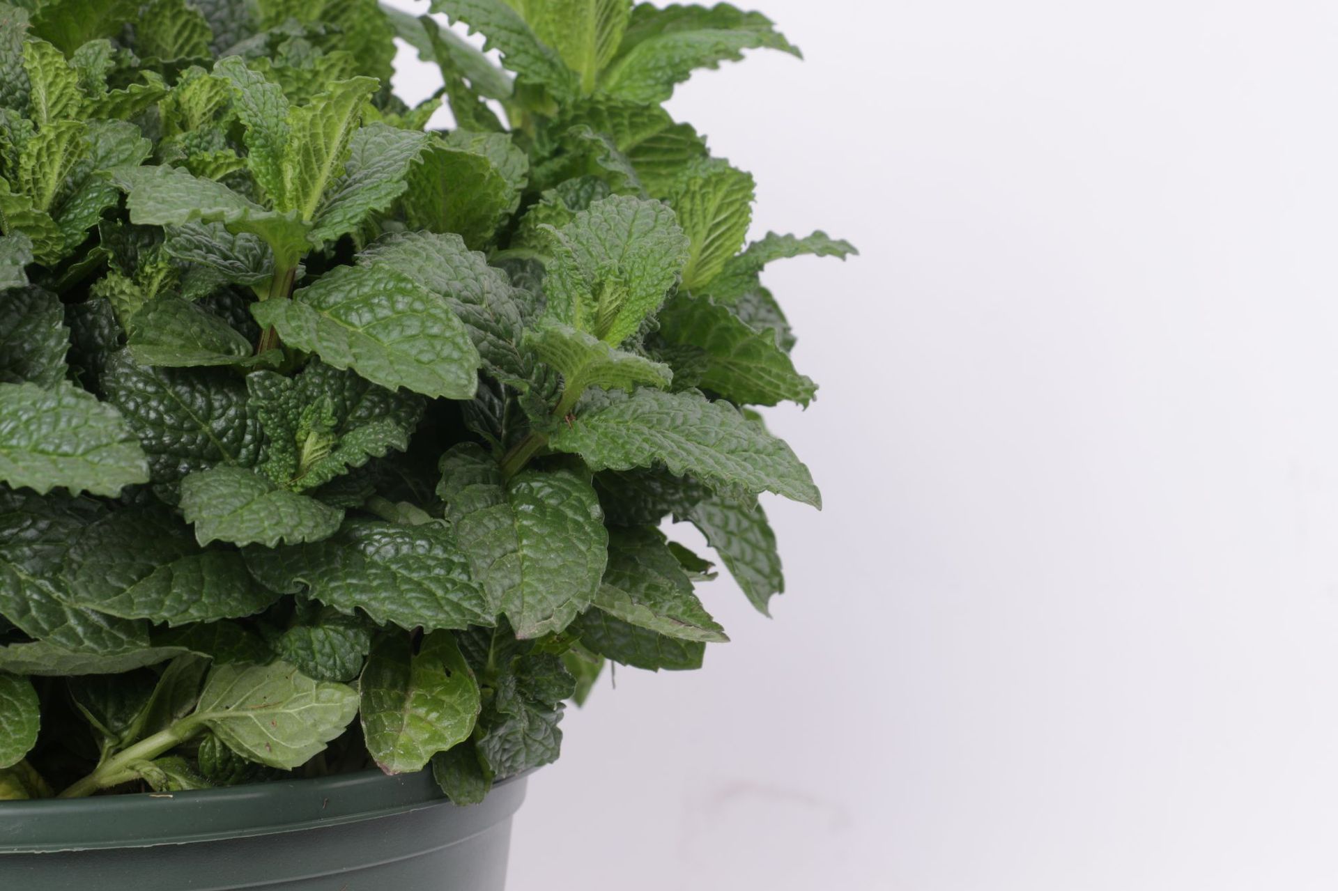 留兰香薄荷草种大叶薄荷柠檬薄荷猫薄荷品种齐全量大优惠