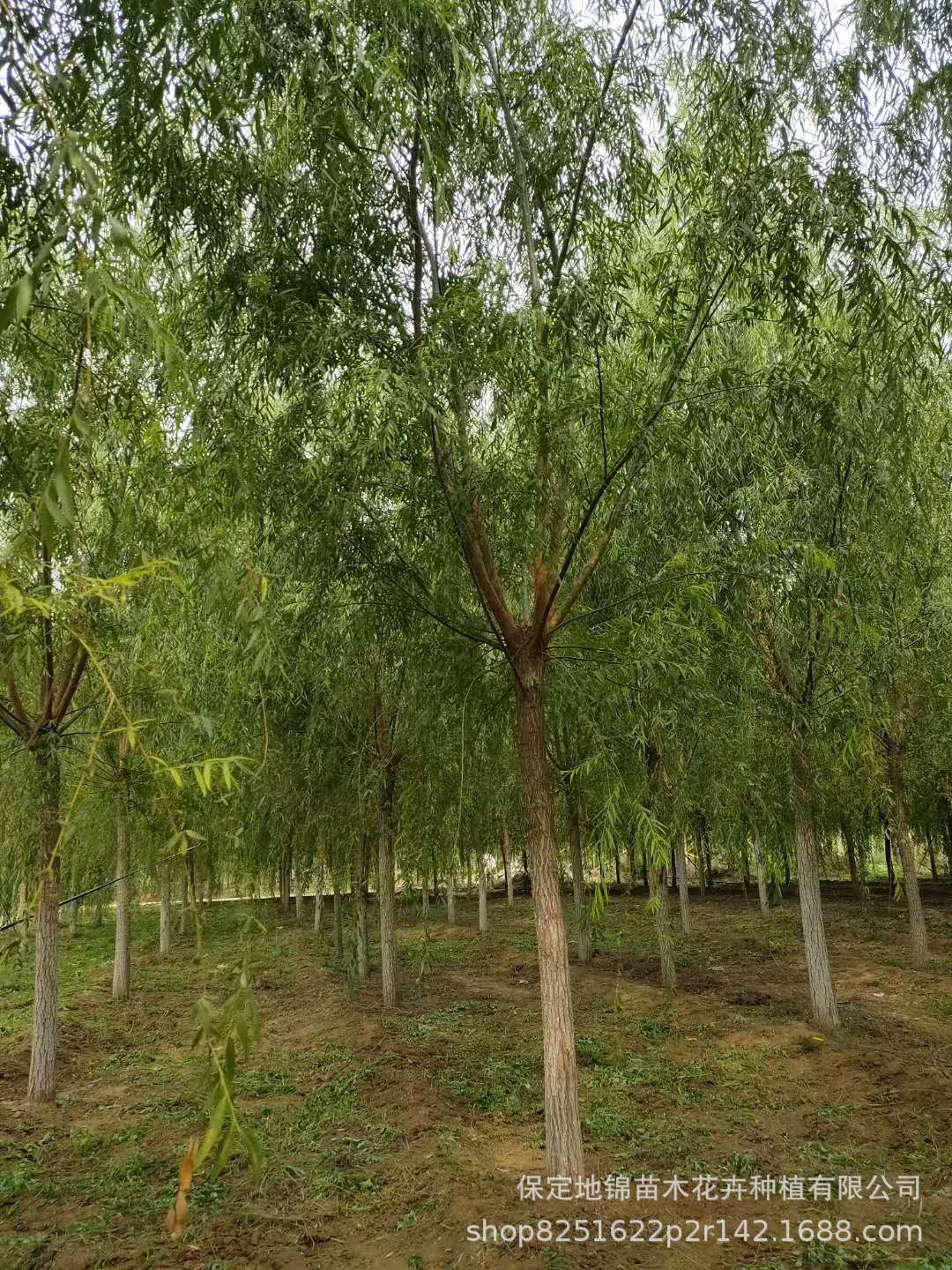 【苗圃批发】公园景观树西湖垂柳 12-18公分垂柳冠幅大