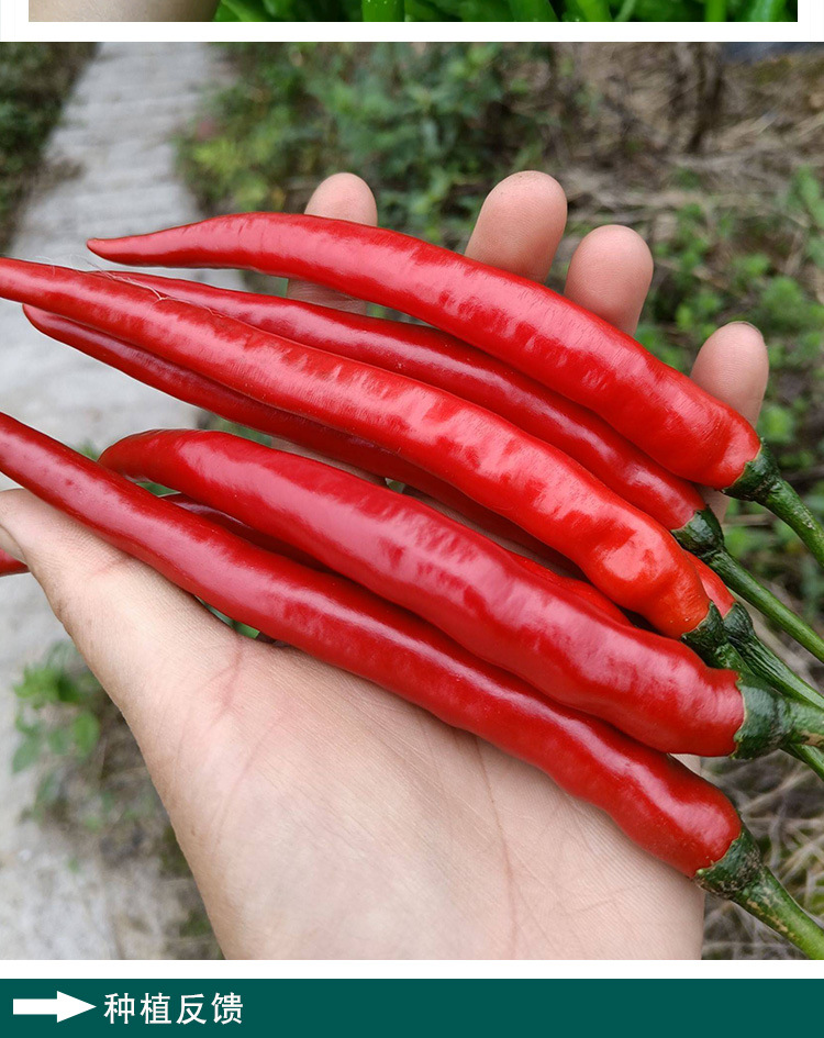 8819线椒种子 农田菜园可盆栽长红辣椒二金条剁椒早熟辣椒蔬菜籽