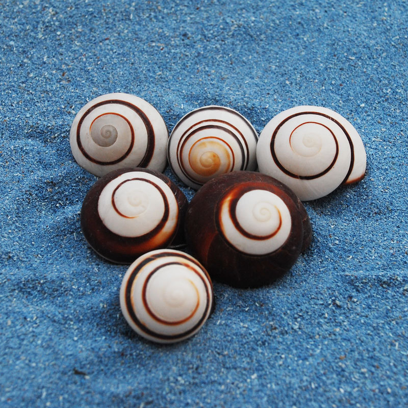 5cm左右 黑色牛眼贝地台鱼缸婚庆布置收藏寄居蟹替换壳